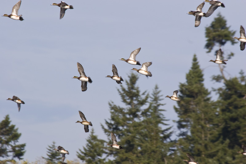 American Widgeon In Flight